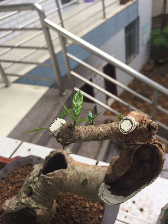 图解 山栀子下山桩制作成盆景的全过程