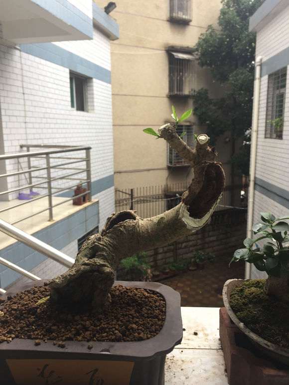 图解 山栀子下山桩制作成盆景的全过程