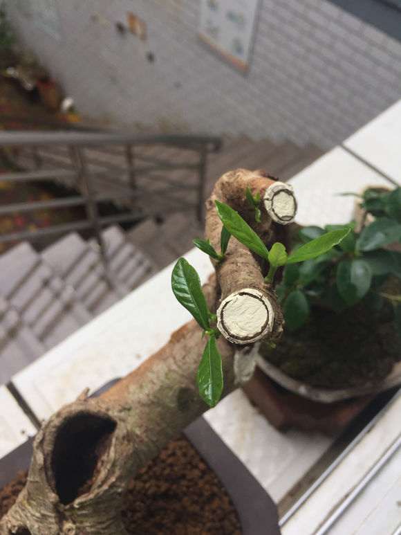 图解 山栀子下山桩制作成盆景的全过程