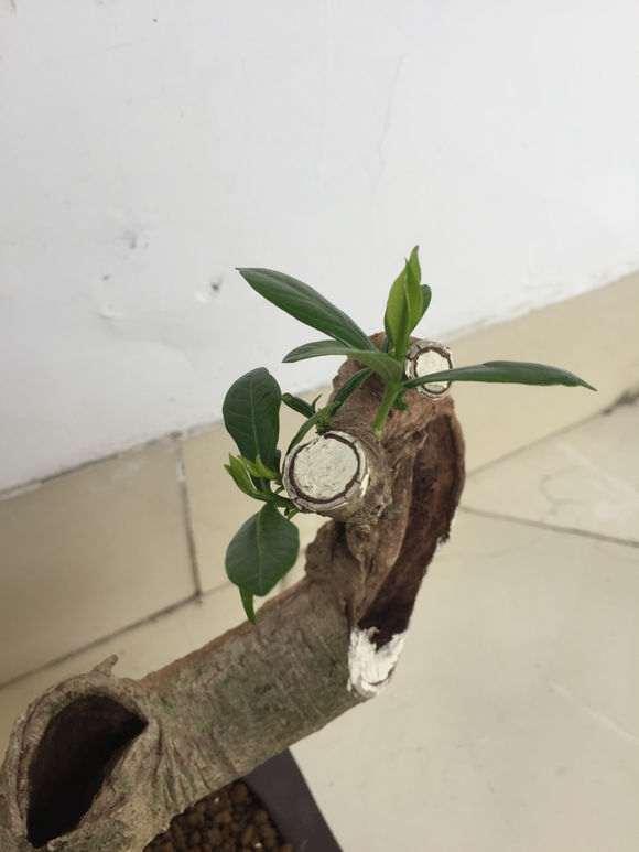 图解 山栀子下山桩制作成盆景的全过程