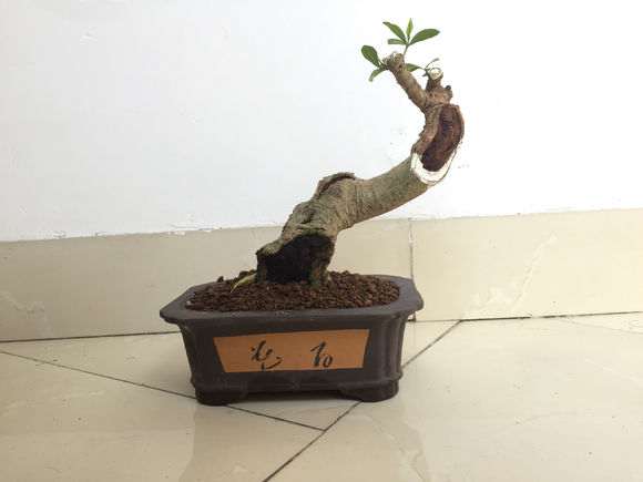 图解 山栀子下山桩制作成盆景的全过程