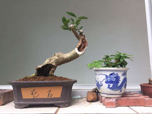 图解 山栀子下山桩制作成盆景的全过程