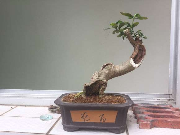 图解 山栀子下山桩制作成盆景的全过程