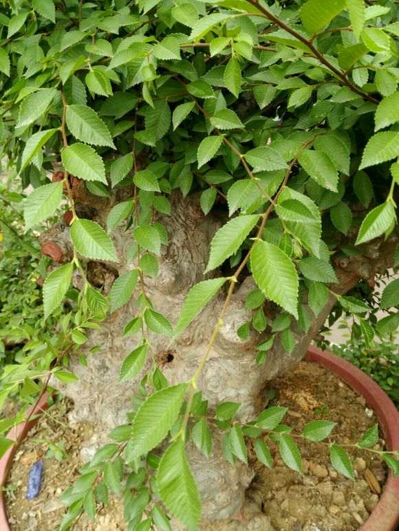 去年12月挖的榆树下山桩 重400斤 大家看看