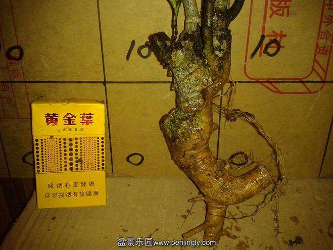 水栀子下山桩的盆景栽培技巧