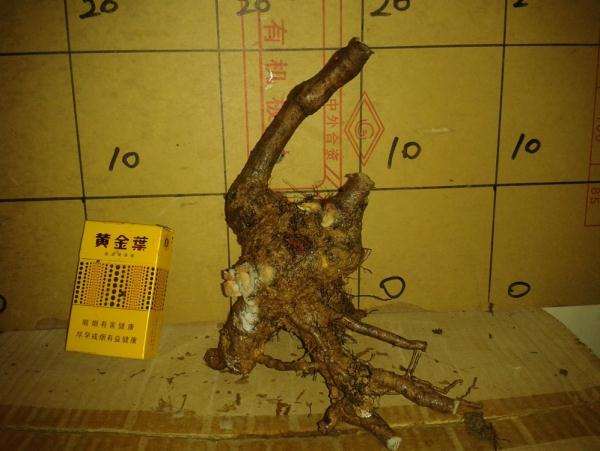 水栀子下山桩的盆景栽培技巧