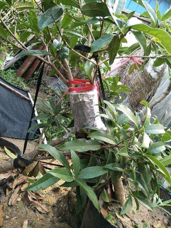 今年的下山桩靠接的桂花 生长的很好