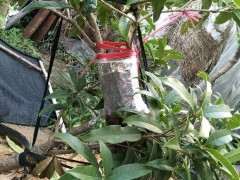 今年 下山桩怎么靠接桂花 如何很好的生长 图片