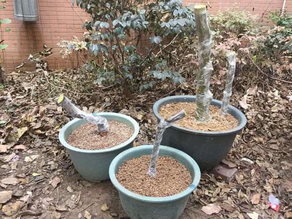 下山桩遭遇多日雨季 怎么办 会死吗?