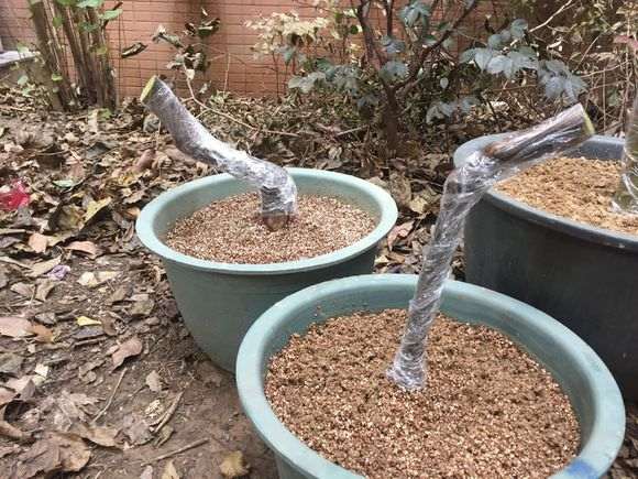 下山桩遭遇多日雨季 怎么办 会死吗?