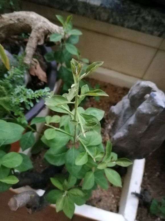 老鸦柿下山桩停止生长 是什么原因