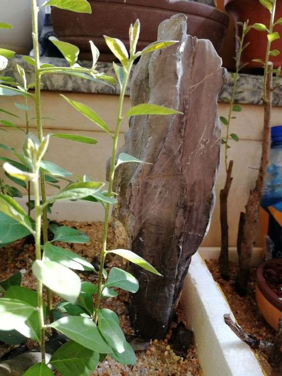 老鸦柿下山桩停止生长 是什么原因