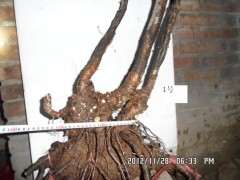 夏季栽培下山桩怎么套膜 有什么方法 图片