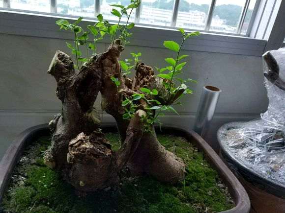 朴树下山桩发芽怎么开始枯萎了?