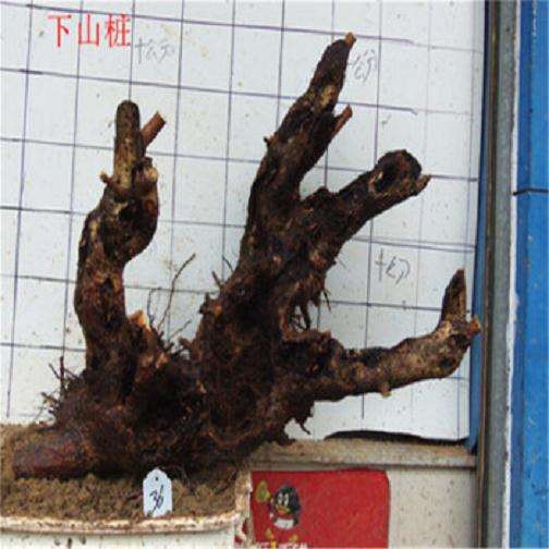 去年冬季的腊梅下山桩 沙栽 发芽了