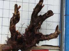 去年冬季的腊梅下山桩 怎么沙栽 如何发芽