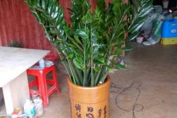 泰竹盆景种植技术