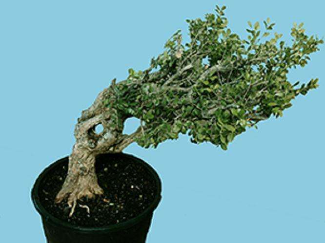 图解 盆景艺术家谈怎么野外挖掘下山桩的方法