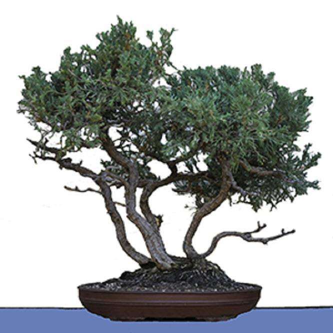 图解 杜松盆景怎么盘扎的5个技术