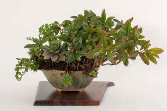 展示出最好的主景盆景 - 奥斯汀海茨曼的木板