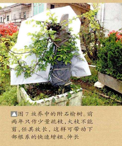 制作附石盆景的方法 - 根附石与干附石