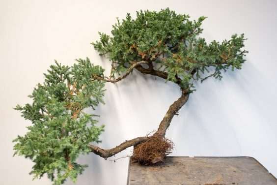 图解 如何移除杜松盆景的空中压条