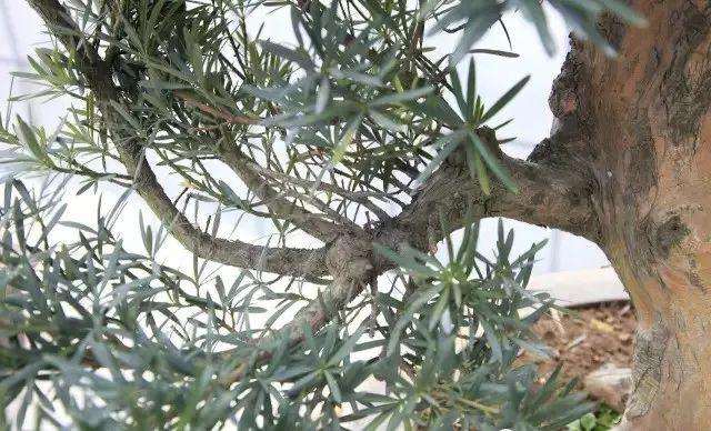 图解 11年时间改造培养的罗汉松盆景桩坯