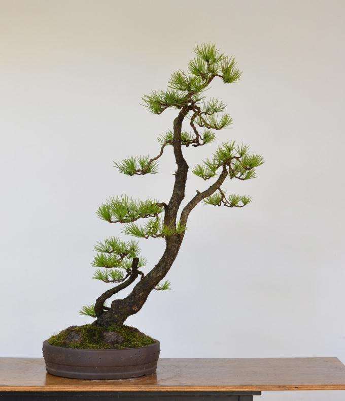 用一组对比图 看老外修剪盆景的功力如何?