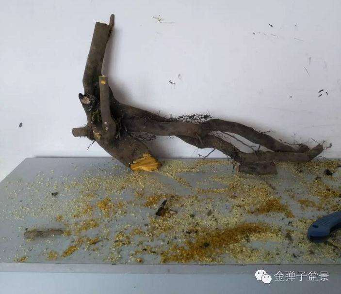 图解 下山桩怎么修剪最好 大师方法 图片