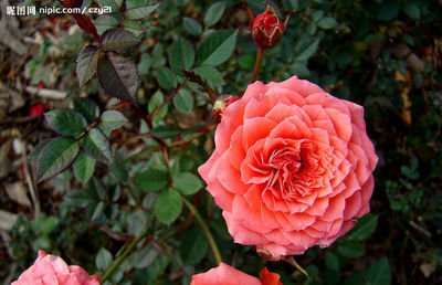 钻石玫瑰怎样组培快繁技术研究