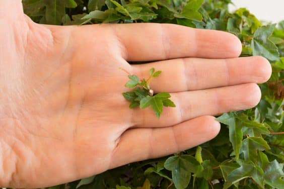 图解 三叉戟枫树盆景的修剪和部分落叶