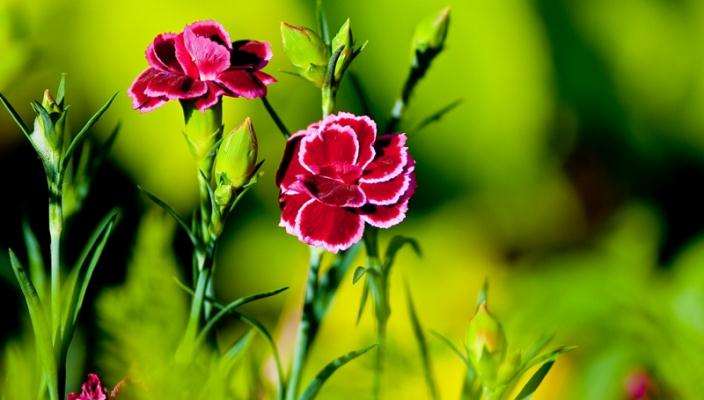 防治花卉线虫病的技巧