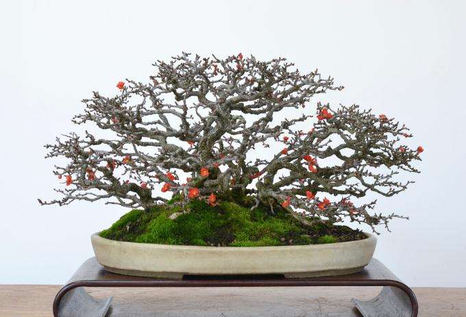 昭和45年制作的长寿梅盆景