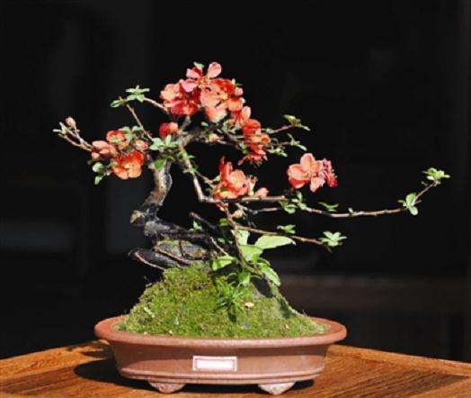 昭和45年制作的长寿梅盆景