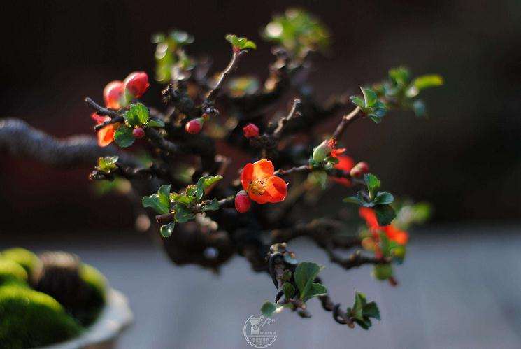 昭和45年制作的长寿梅盆景