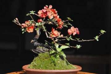 昭和45年制作的长寿梅盆景