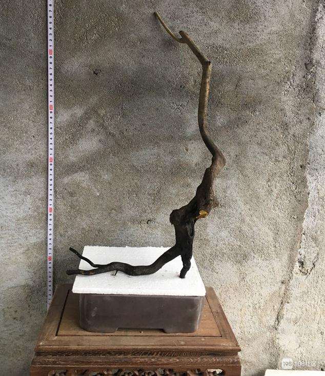 老鸦柿下山桩 这两年长得太高怎么办?