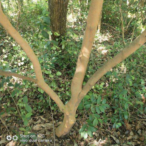 油茶也可以做下山桩吗?