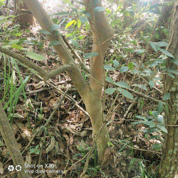 油茶也可以做下山桩吗?