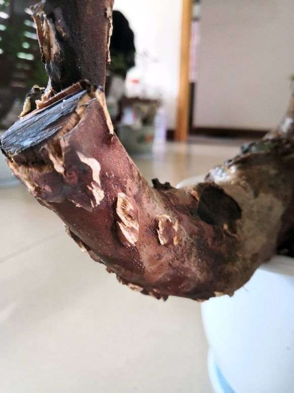 一棵映山红下山桩 大家帮我看看