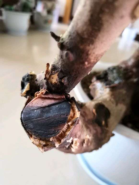 一棵映山红下山桩 大家帮我看看