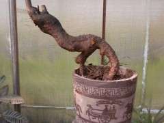 黄栌下山桩可以不泡水吗 怎么养护 图片