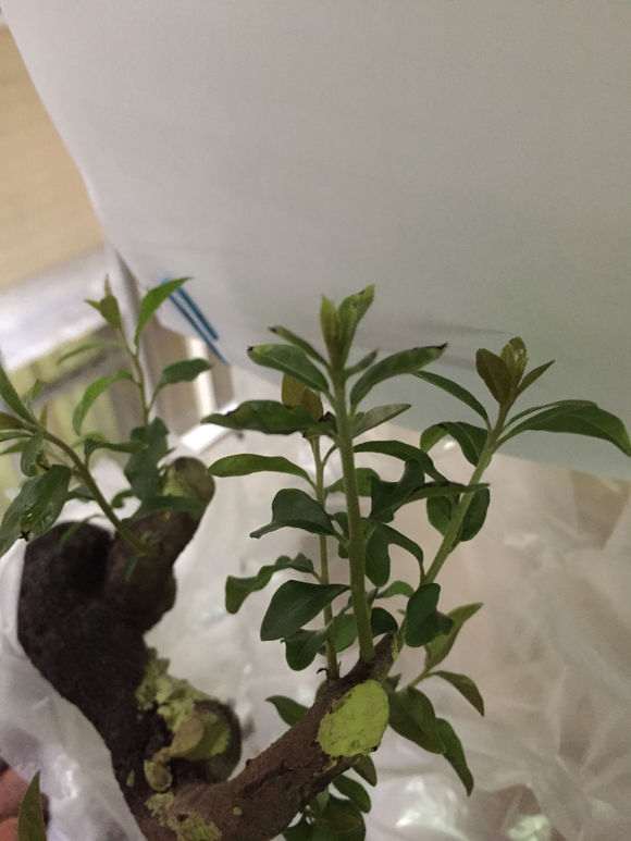 下山桩新芽叶尖变黑了是怎么回事？