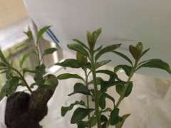 下山桩新芽叶尖变黑了是怎么回事？