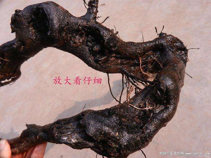 小乔金弹子下山桩几年能结果