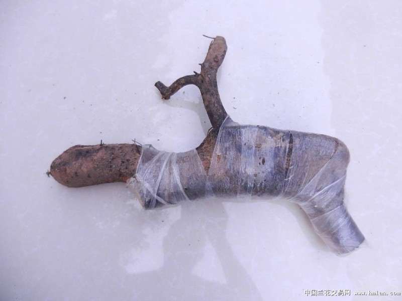 小乔金弹子下山桩几年能结果 图片