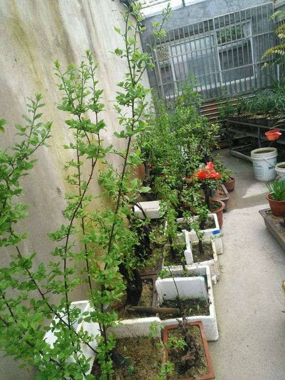 老鸦柿下山桩经过一年生长 居然带花苞了