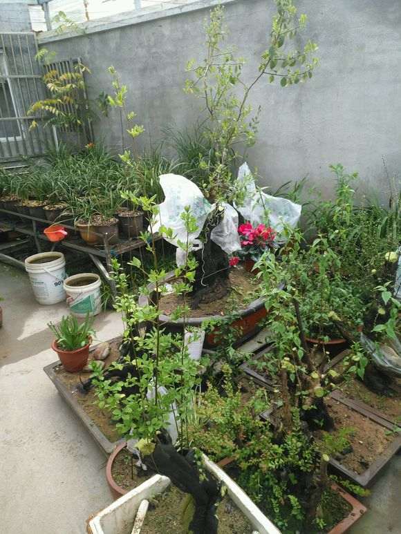 老鸦柿下山桩经过一年生长 居然带花苞了