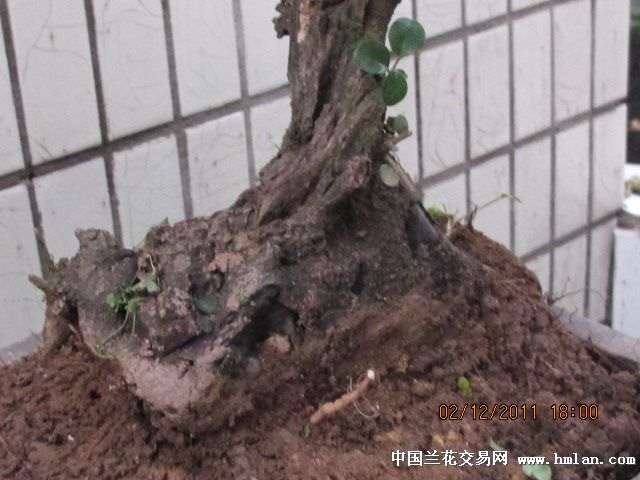 什么是下山桩的生桩和熟桩呢