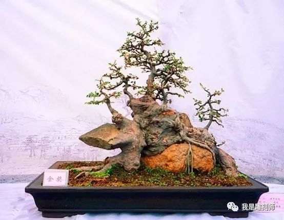 如何用硬石来对山水盆景进行点缀？